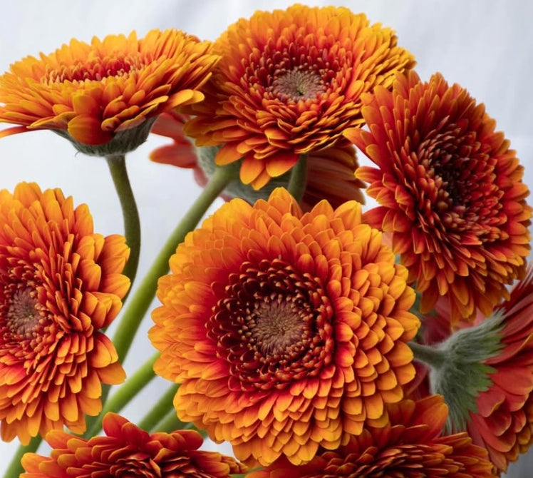 Gerbera ’Mazzola’ 50 Seeds