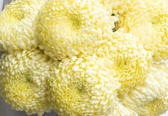 Chrysanthemum ’Whip’ 100 Seeds