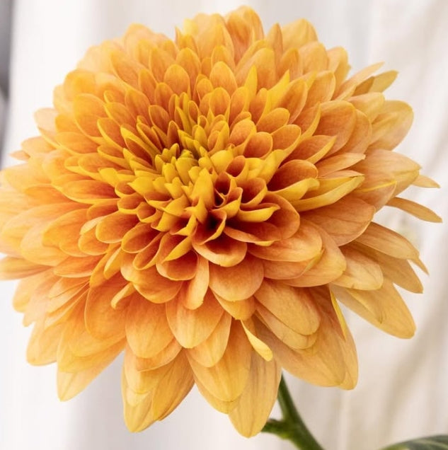 Chrysanthemum morifolium ‘Champagne Orange’ 100 Seeds
