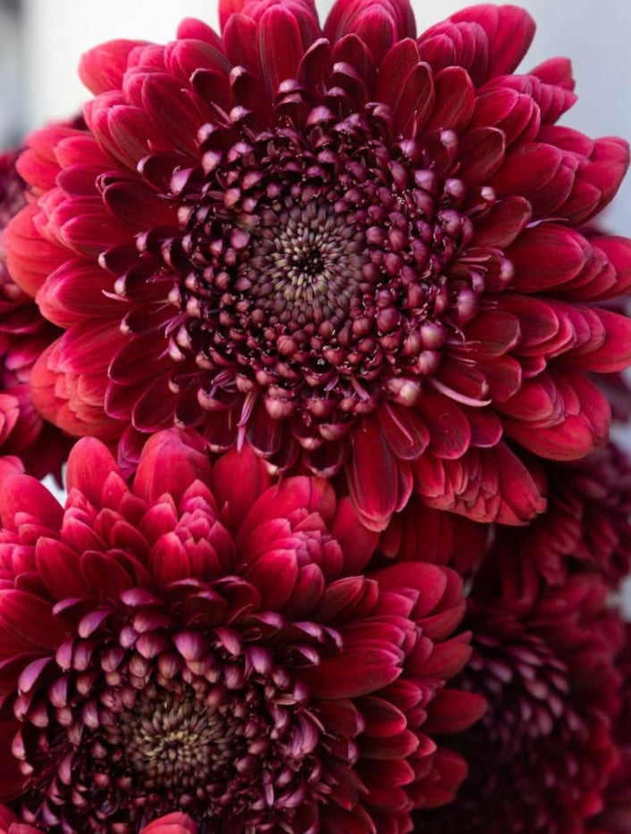Gerbera ‘Bolero Neiro’ 50 Seeds