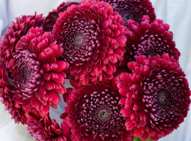 Gerbera ‘Bolero Neiro’ 50 Seeds