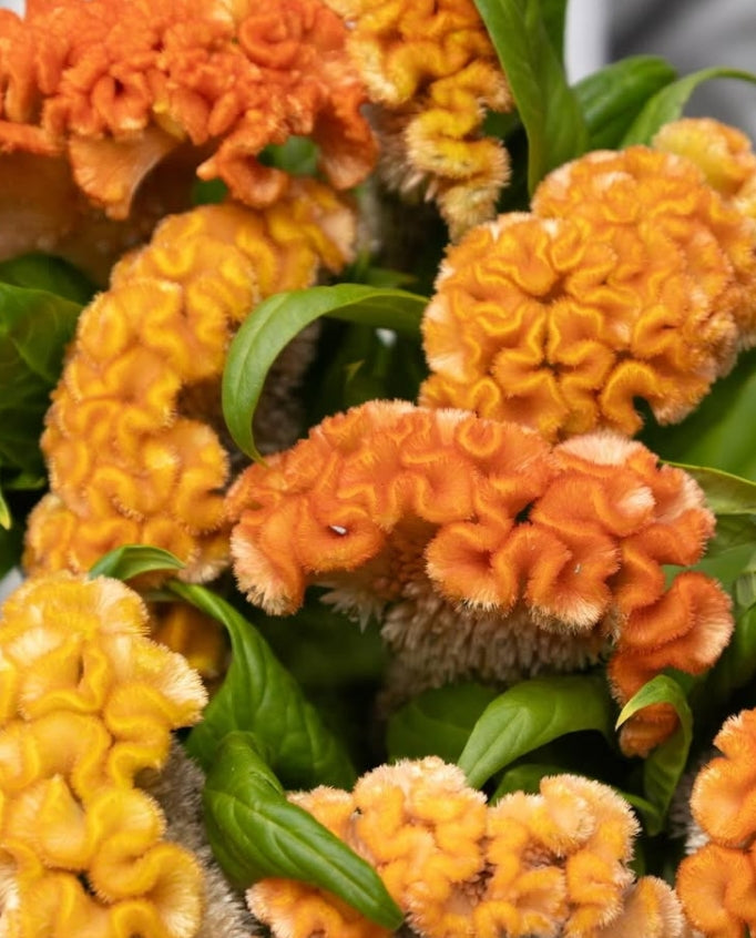 Celosia argentea 'Orange tiara' 60 Seeds