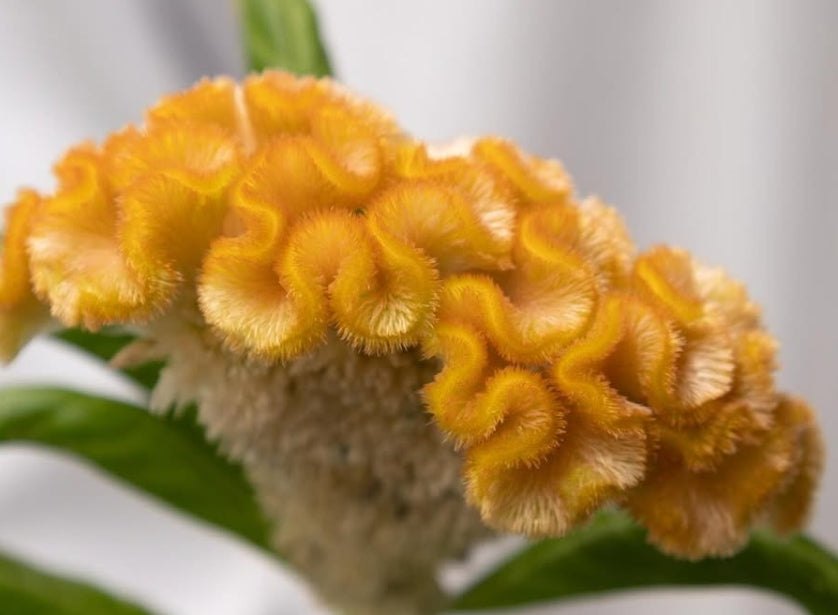 Celosia argentea 'Orange tiara' 60 Seeds