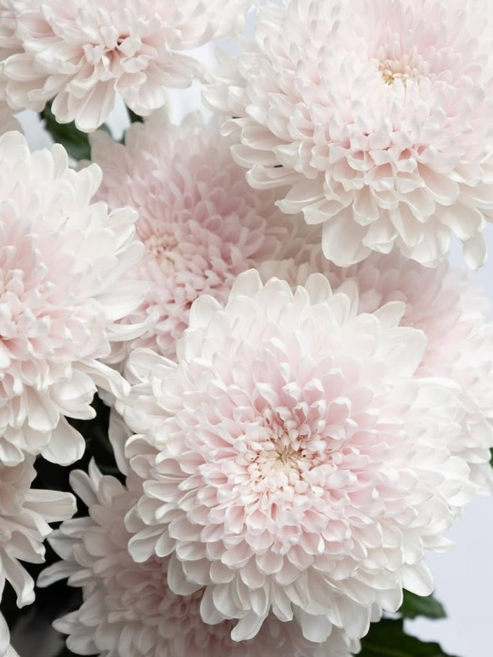 Chrysanthemum 'Sei Nouvelle' 100 Seeds