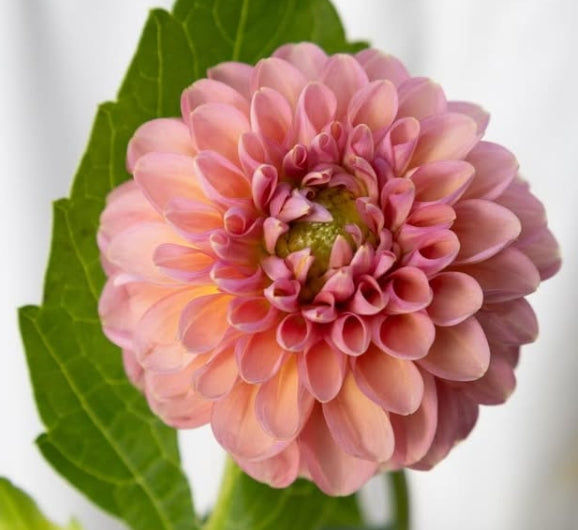Dahlia ‘Hot Pink Othello’ 100 Seeds