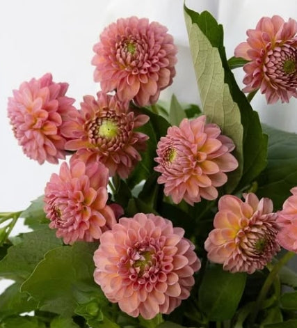 Dahlia ‘Hot Pink Othello’ 100 Seeds