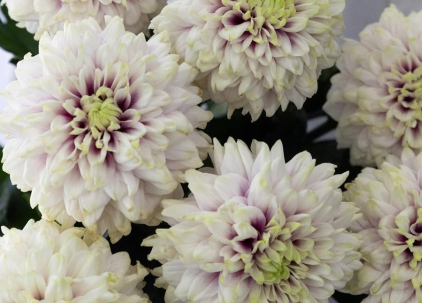 Chrysanthemum grandiflorum ‘Masquerade’ 100 Seeds