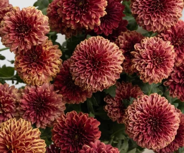 Chrysanthemum morifolium ‘Shabon Red’ 100 Seeds