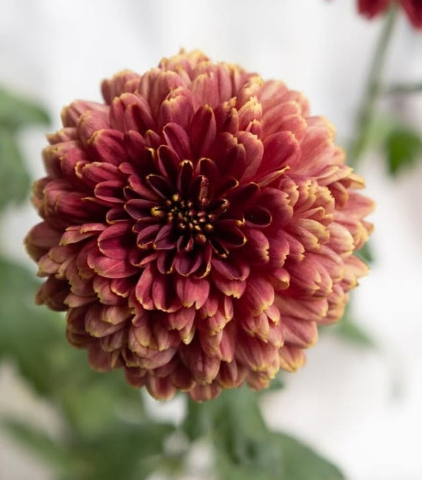 Chrysanthemum morifolium ‘Shabon Red’ 100 Seeds