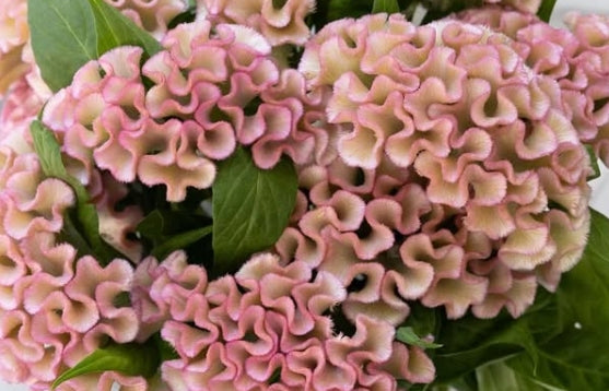 Celosia cristara 'Asuka Select Yosei' 60 Seeds