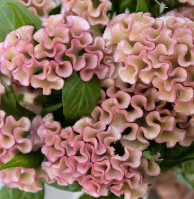 Celosia cristara 'Asuka Select Yosei' 60 Seeds