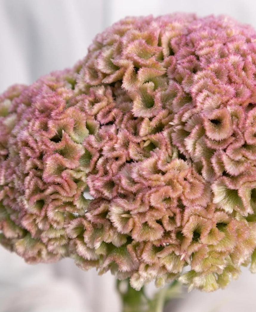 Celosia ‘Pink’ 60 Seeds