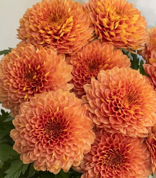 Chrysanthemum ‘Tanbora’ 100 Seeds