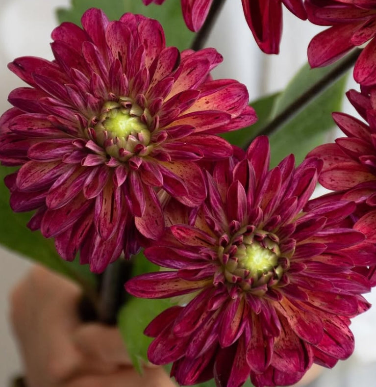 Dahlia ‘Bordeaux chocolate’ 100 Seeds