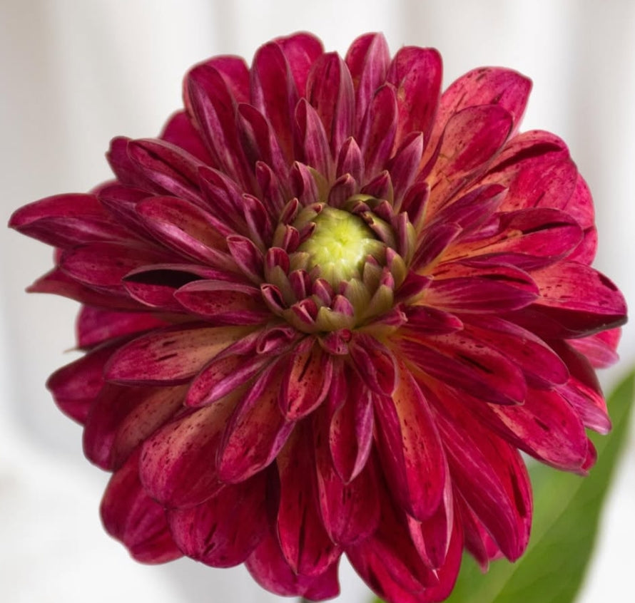 Dahlia ‘Bordeaux chocolate’ 100 Seeds