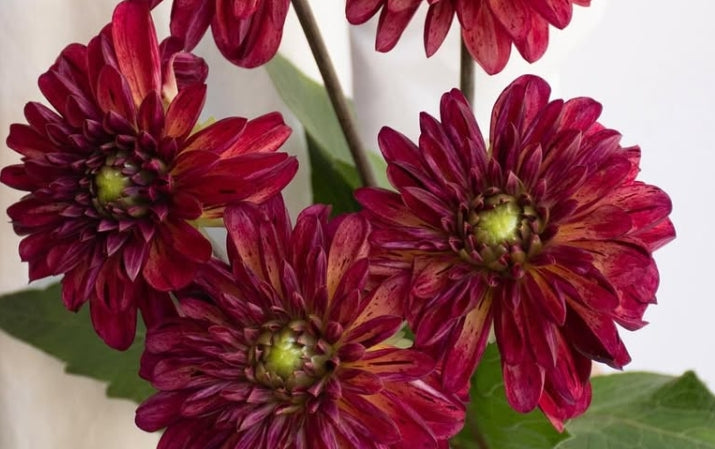 Dahlia ‘Bordeaux chocolate’ 100 Seeds