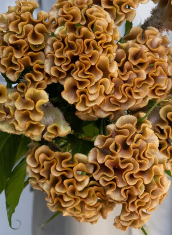 Celosia 'Christy bronze' 60 Seeds