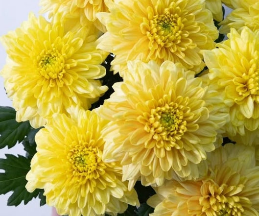 Chrysanthemum ‘Cuscino’ 100 Seeds