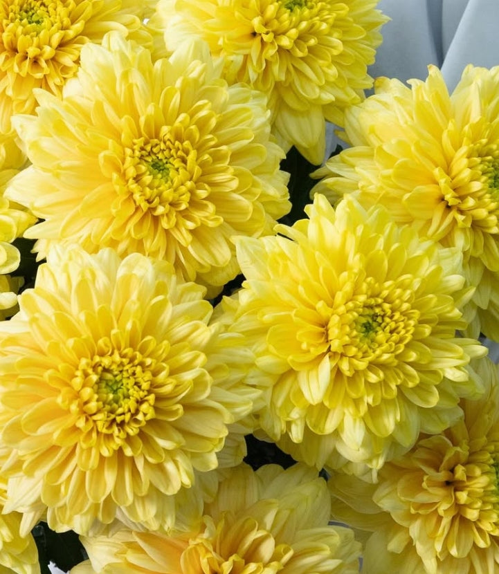 Chrysanthemum ‘Cuscino’ 100 Seeds