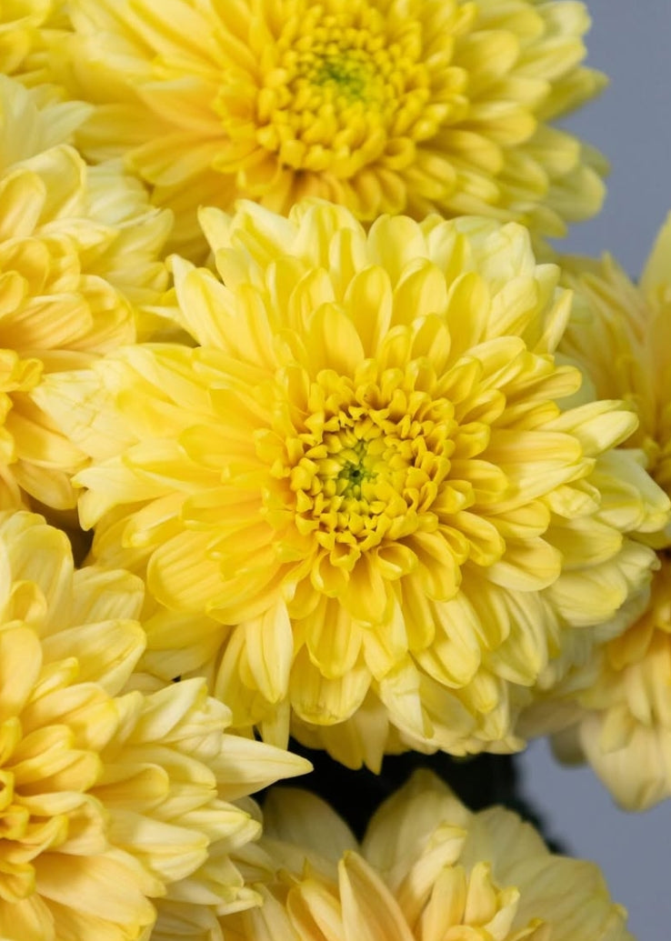 Chrysanthemum ‘Cuscino’ 100 Seeds