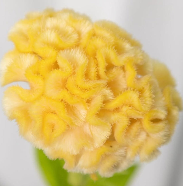 Celosia cristata ‘Yellow Queen’ 60 Seeds