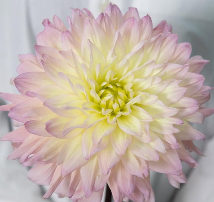 Dahlia ‘Moon Waltz’ 100 Seeds