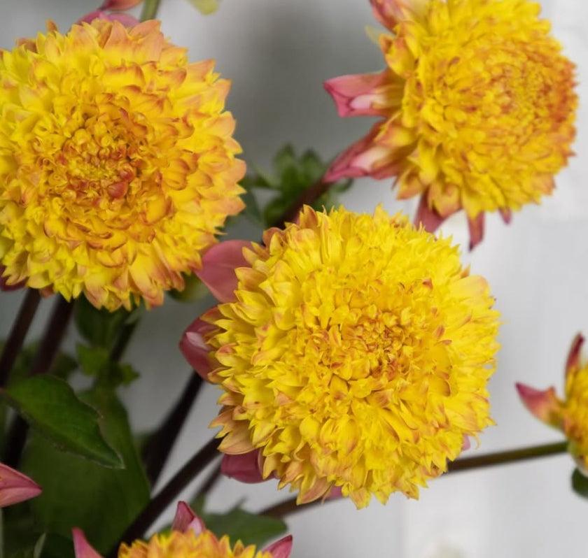 Dahlia ‘Karenotsuki’ 100 Seeds