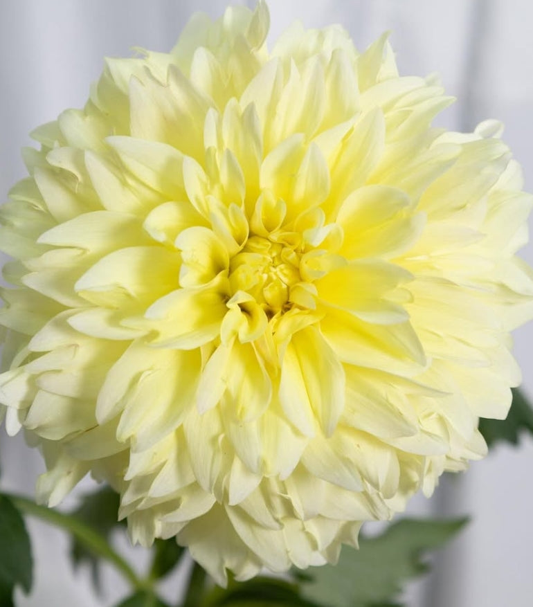 Dahlia pinnata ‘Natsu’ 100 Seeds