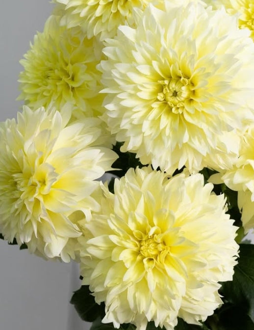 Dahlia pinnata ‘Natsu’ 100 Seeds