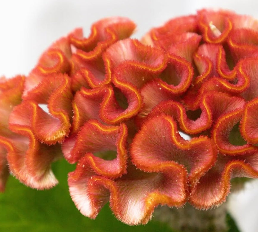 Celosia cristata ‘Asuka select cacao’ 60 Seeds