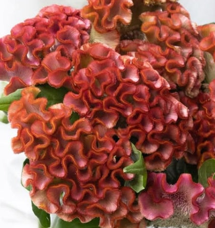 Celosia cristata ‘Asuka select cacao’ 60 Seeds
