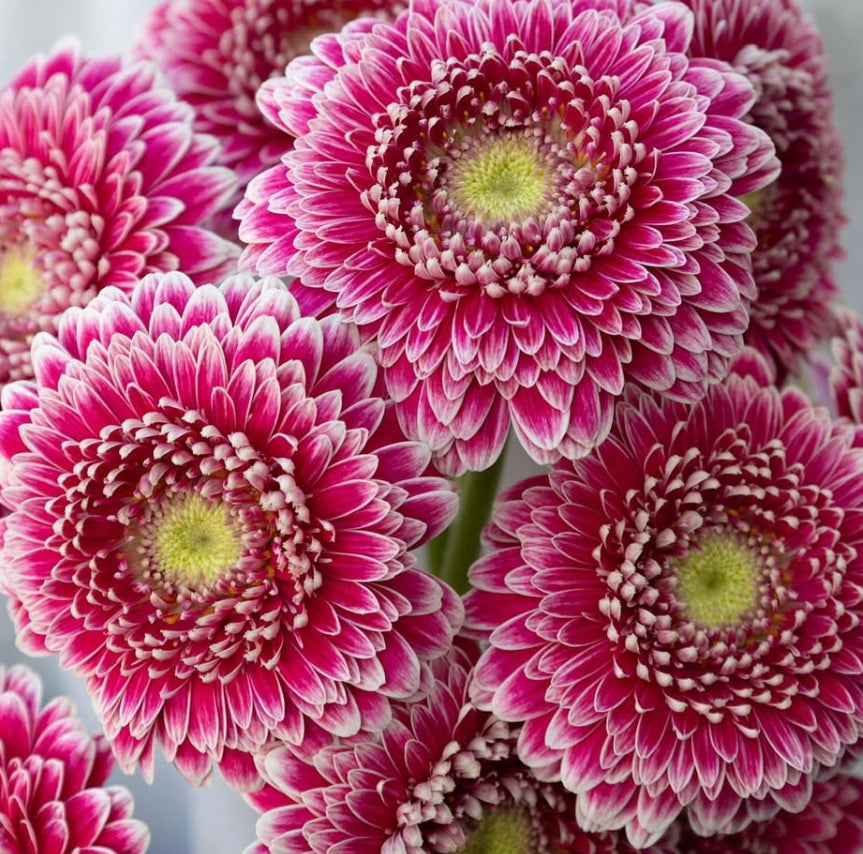 Gerbera ‘Hades' 50 Seeds