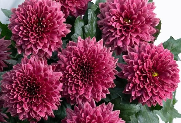 Chrysanthemum morifolium ‘DANTE RED’ 100 Seeds