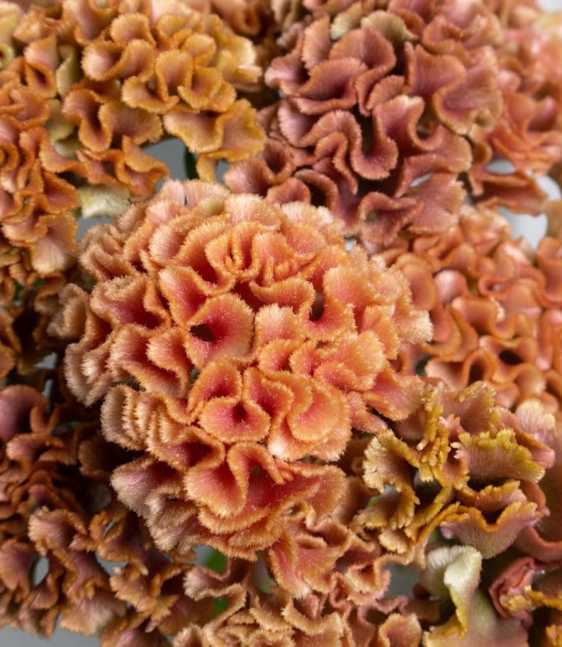 Celosia argentea ‘Antique Orange’ 60 Seeds