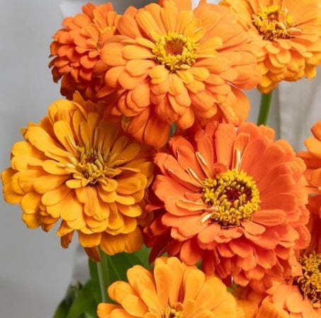 Zinnia ‘Giant Orange’ 50 Seeds