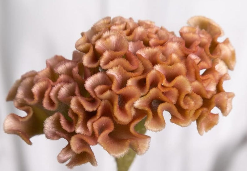 Celosia argentea ‘Antique Orange’ 60 Seeds