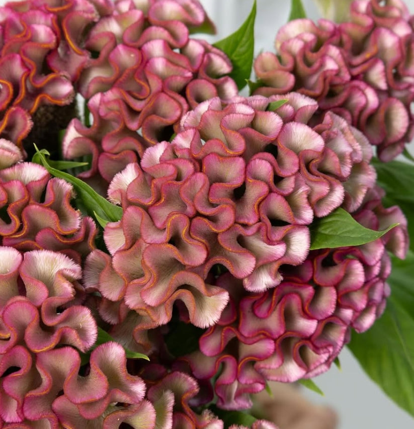 Celosia cristara ‘Asuka Select Yoen’ 60 Seeds
