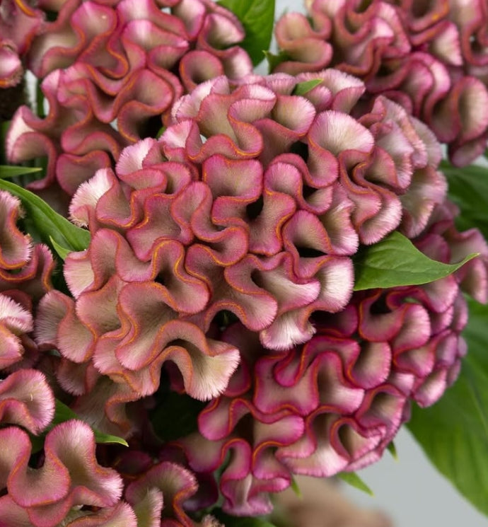 Celosia cristara ‘Asuka Select Yoen’ 60 Seeds