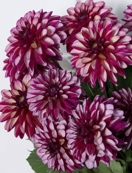 Dahlia ‘Kaiousei’ 100 Seeds