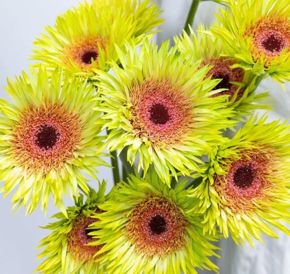 Gerbera Hybrid 'Peacock lime' 50 Seeds