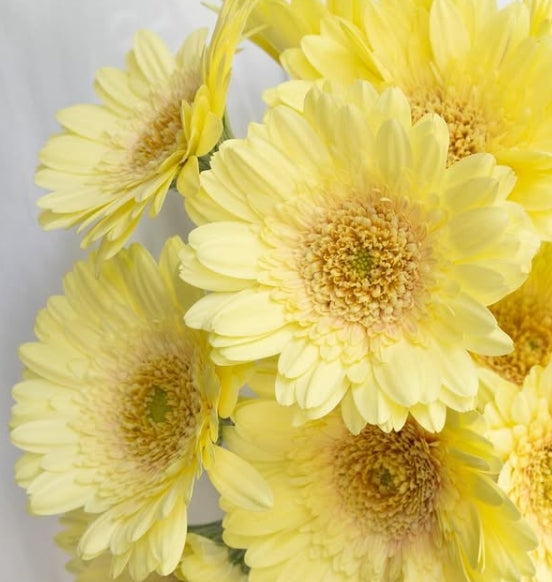Gerbera Hybrid ‘Romily’ 50 Seeds