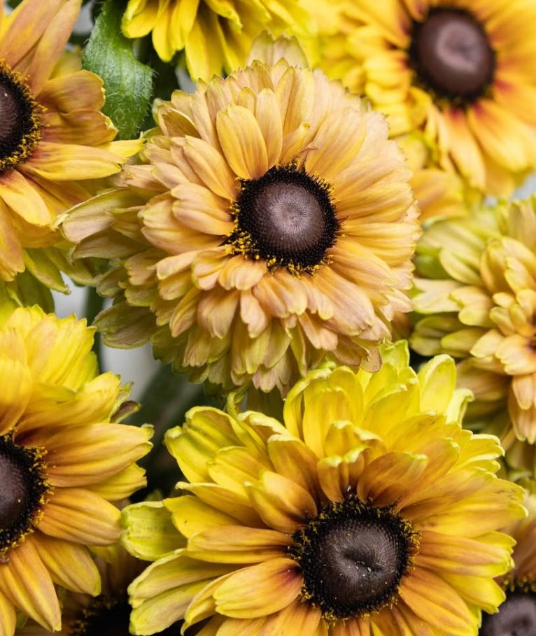 Rudbeckia ‘Urban Safari sahara yellow’ 100 Seeds