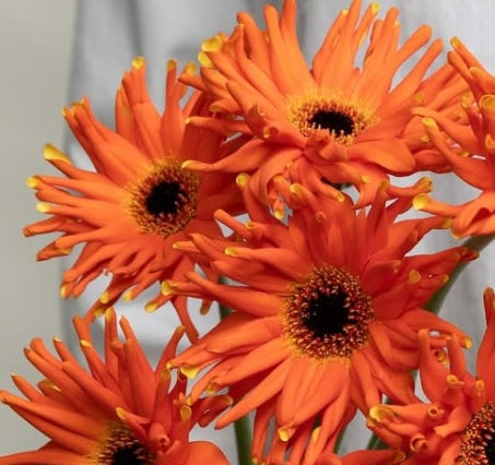 Gerbera ‘Pastini Emilia’ 50 Seeds