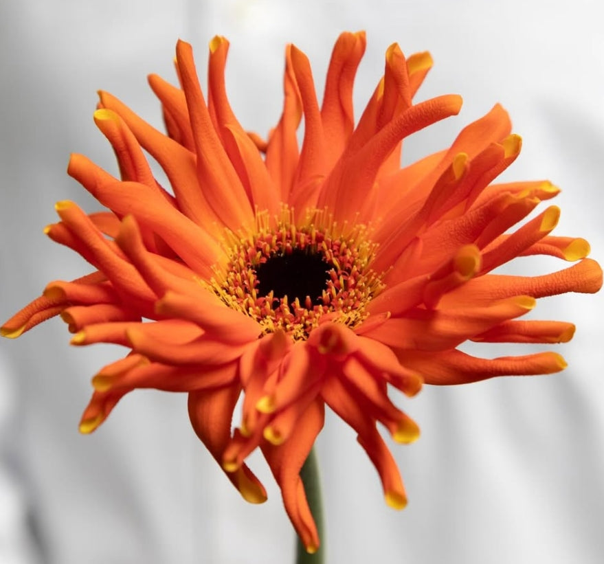 Gerbera ‘Pastini Emilia’ 50 Seeds