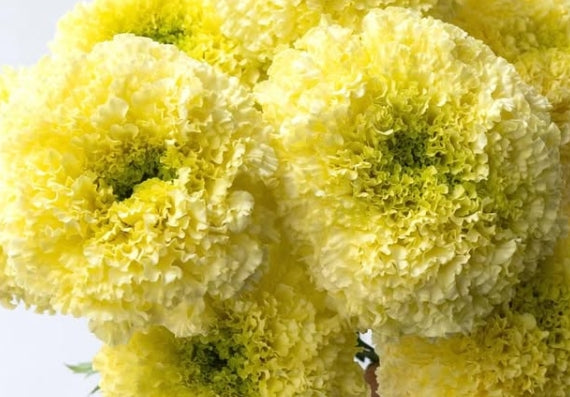 Tagetes ( Marigold ) ‘White swan’ 100 Seeds