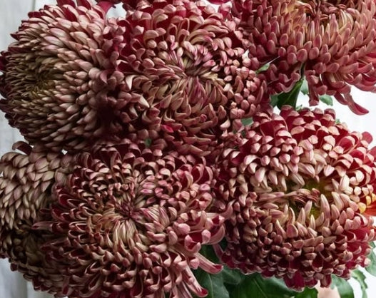 Chrysanthemum morifolium ‘couture bronze’ 100 Seeds