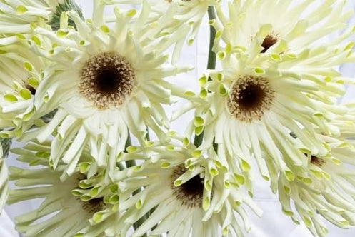 Gerbera 'Pastini arona’ 50 Seeds