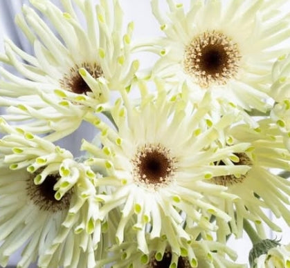 Gerbera 'Pastini arona’ 50 Seeds