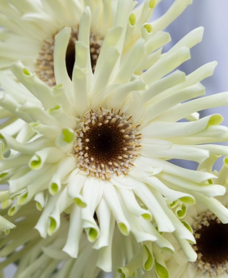 Gerbera 'Pastini arona’ 50 Seeds