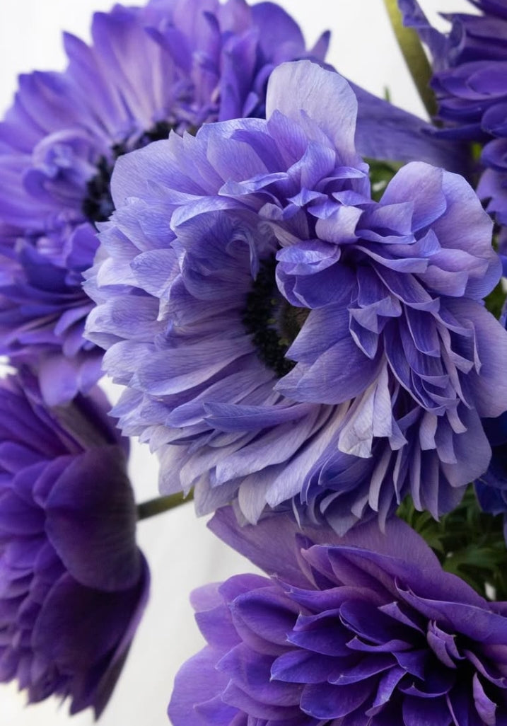 Anemone coronaria ‘Ririka blue’ 6 Bulbs